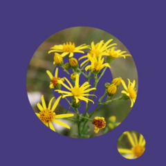 PA-test hooi (Jacobskruiskruid)