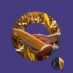 Vers mais droge stof