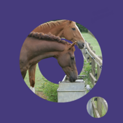 Horse Water Scan PLUS+